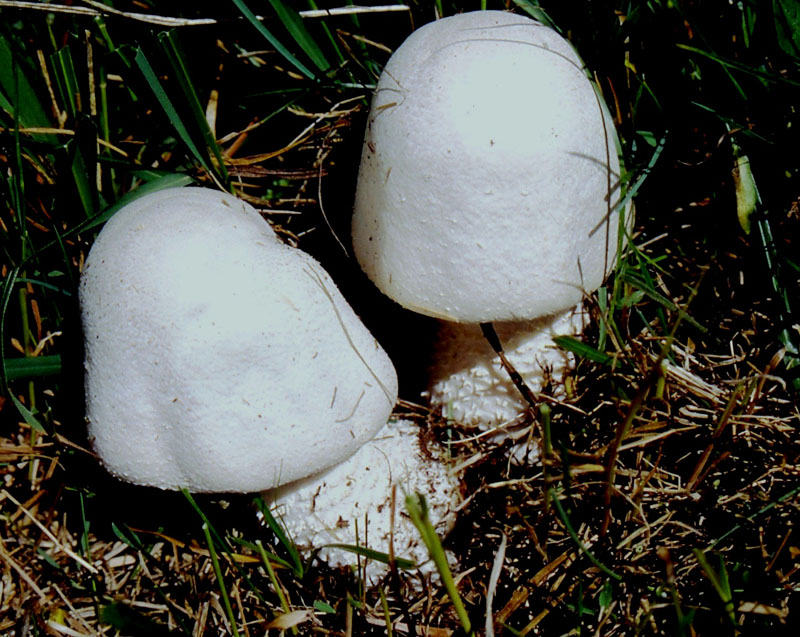 un MIX   per gli appassionati del Genere Agaricus